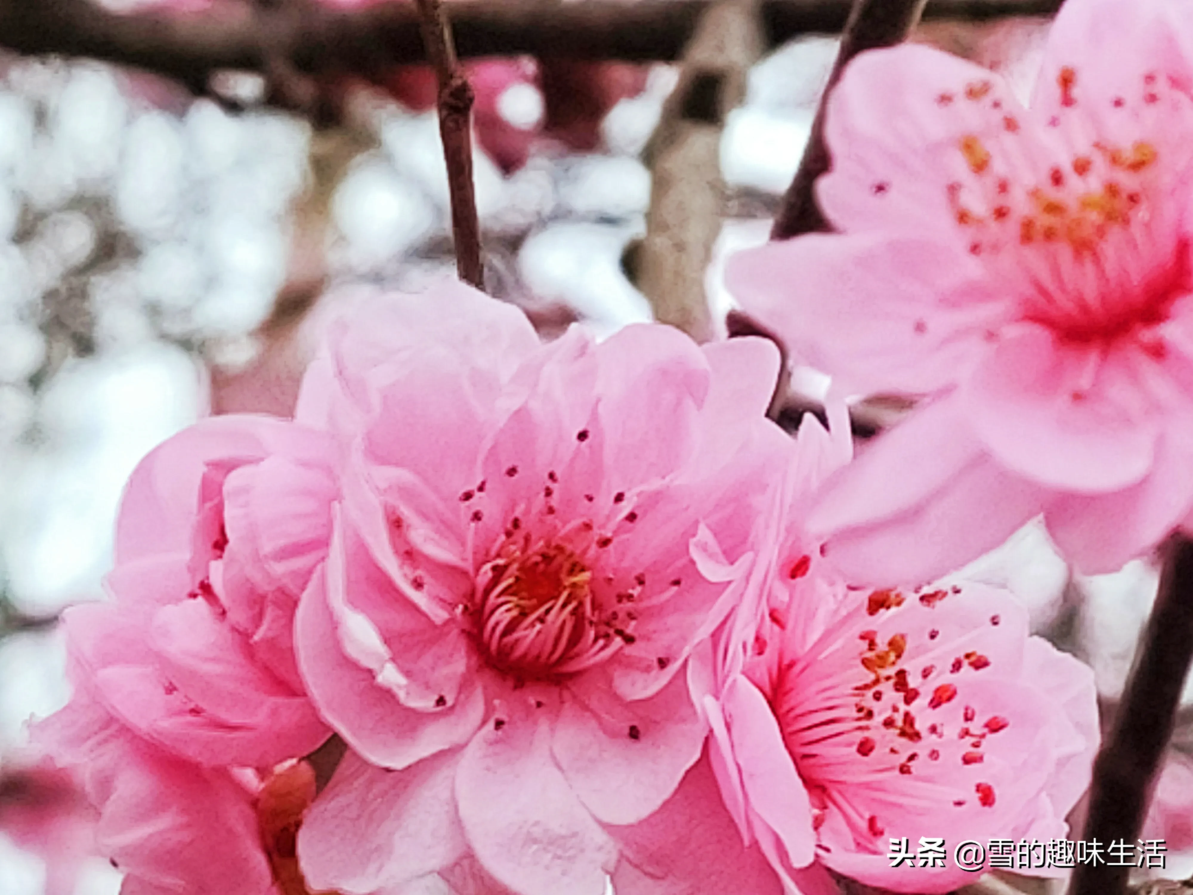 前段时间发了一组图片 既像梅花 有像梅花 有人说叫梅桃 有人说叫美人梅 是梅花中的美人 后来 我专门搜了一下 的确叫美人