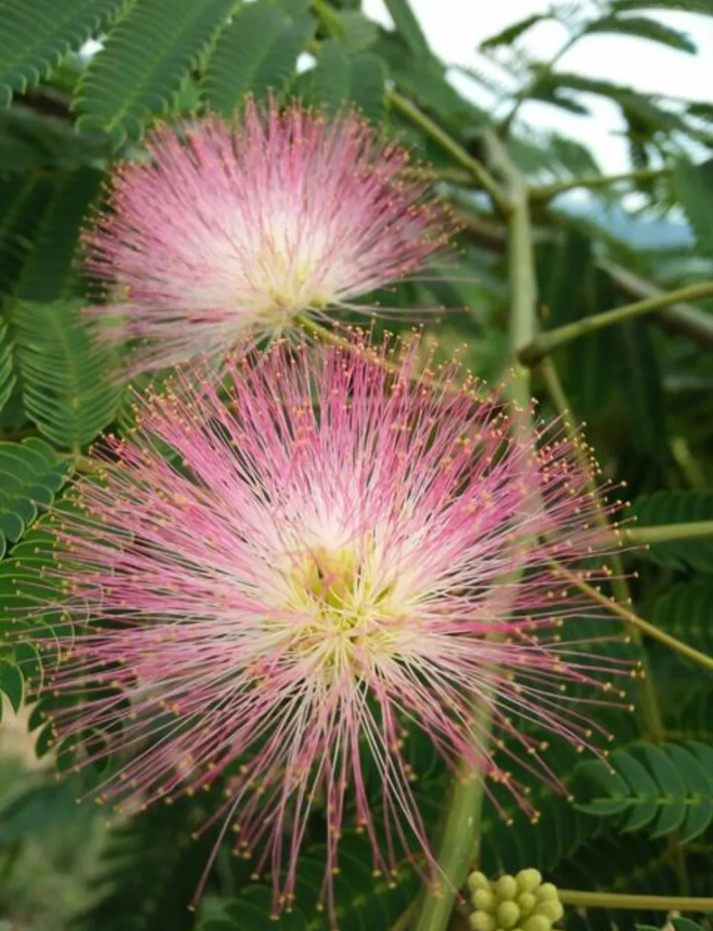 夏日生話打卡季 夏日的花花草草 美麗的合歡花 吉祥的花 樹姿優美 夏日開花 花絲細長如纓 萬枝香袅紅絲拂 粉色秀美 天天看點