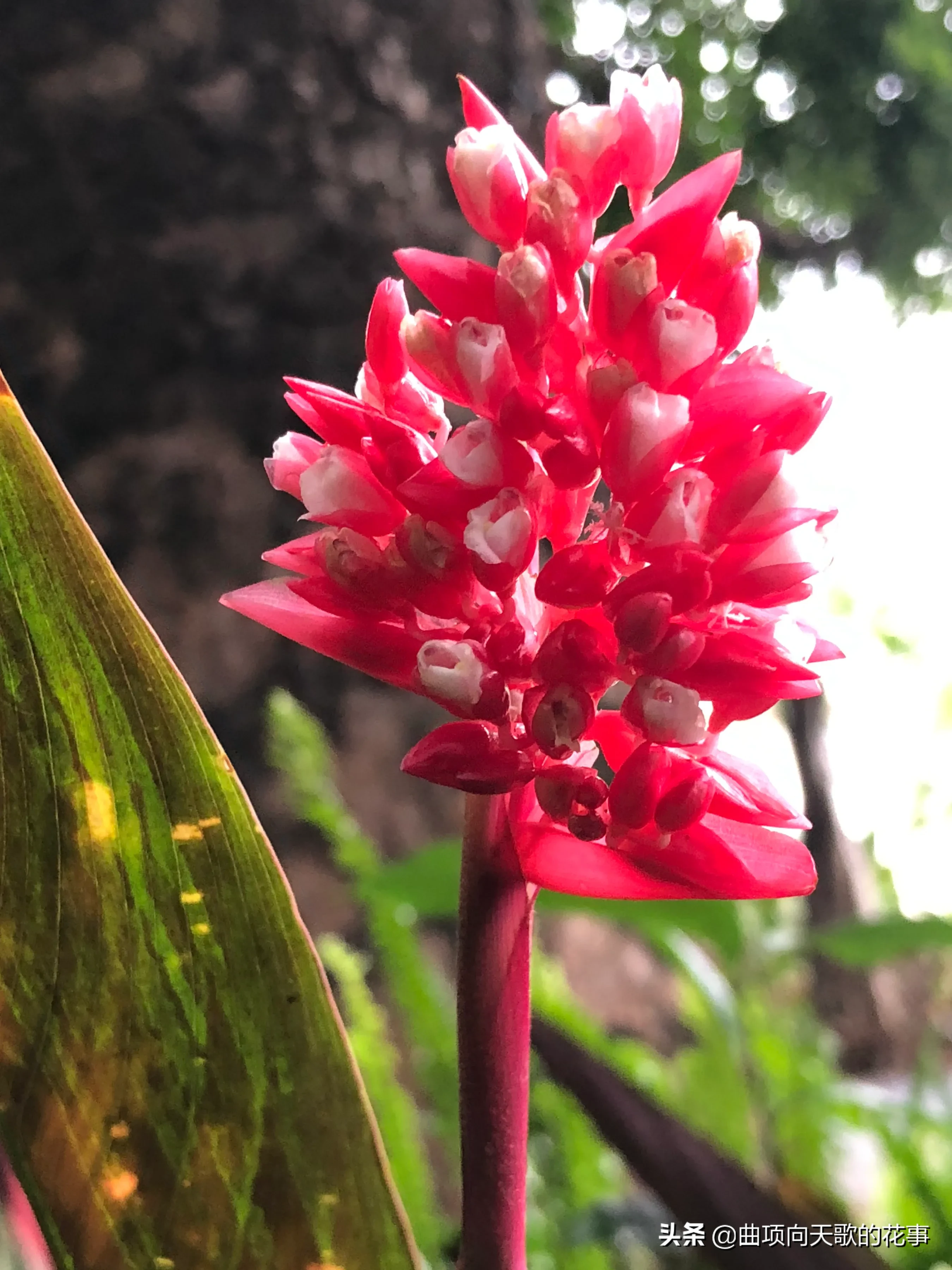 曲项向天歌的花事 22每日一花 第172朵 紫背竹芋 别称 红背竹芋 红背卧花竹芋公园树下林荫处 疏疏密密种竹芋