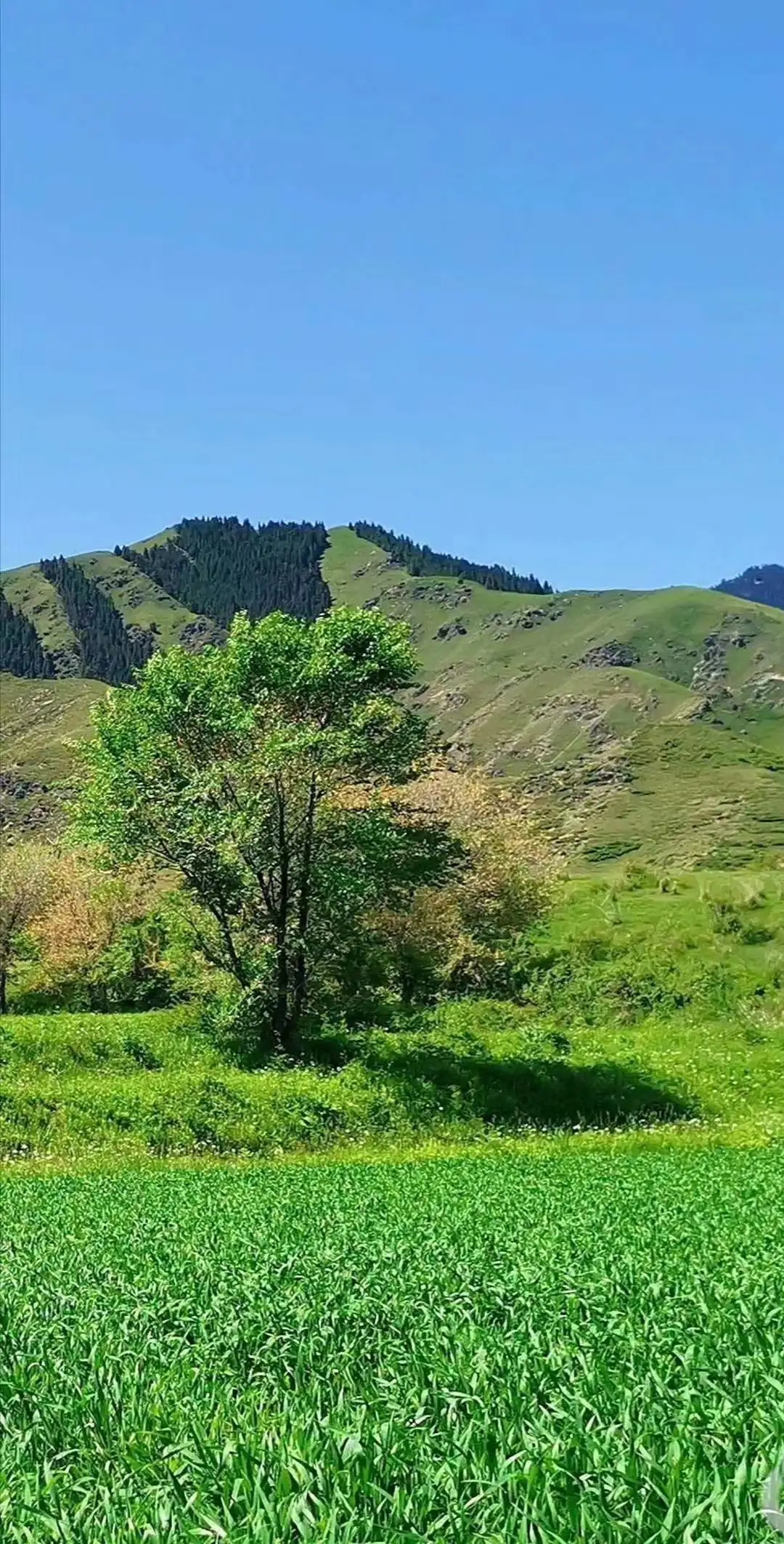 花开如你 花落成诗生如夏花 绚烂如诗 烈日灼心 皓月当空 山花烂漫 松柏长青 夏风轻吟 夜莺抚琴 花开如画 花落如雨 花 天天看点