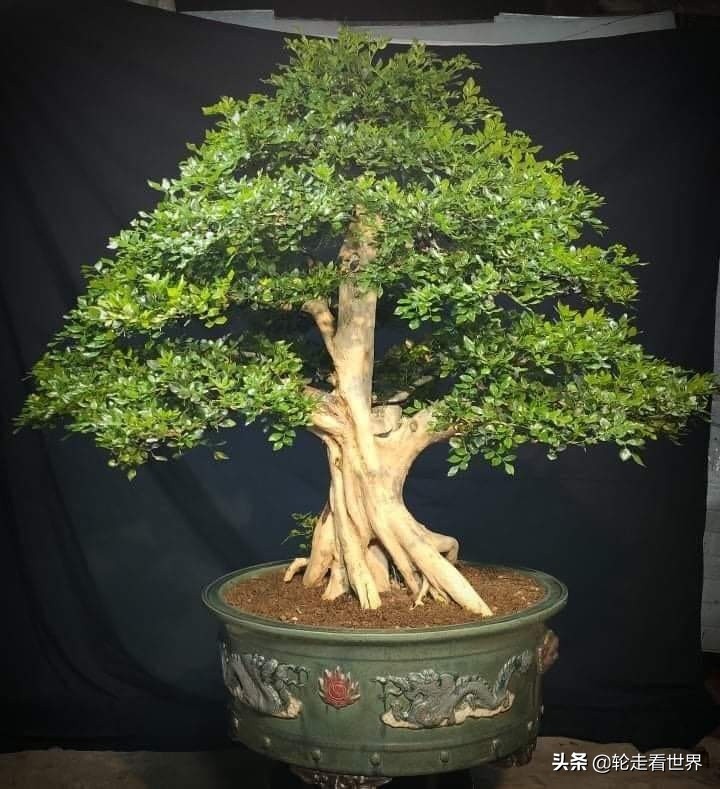 种植月桂花月收入千万盾由于种植了观赏月桂花 一些年轻人每月赚取数千万越南盾 许多人种植月桂 因为这种植物具有很高的经济价