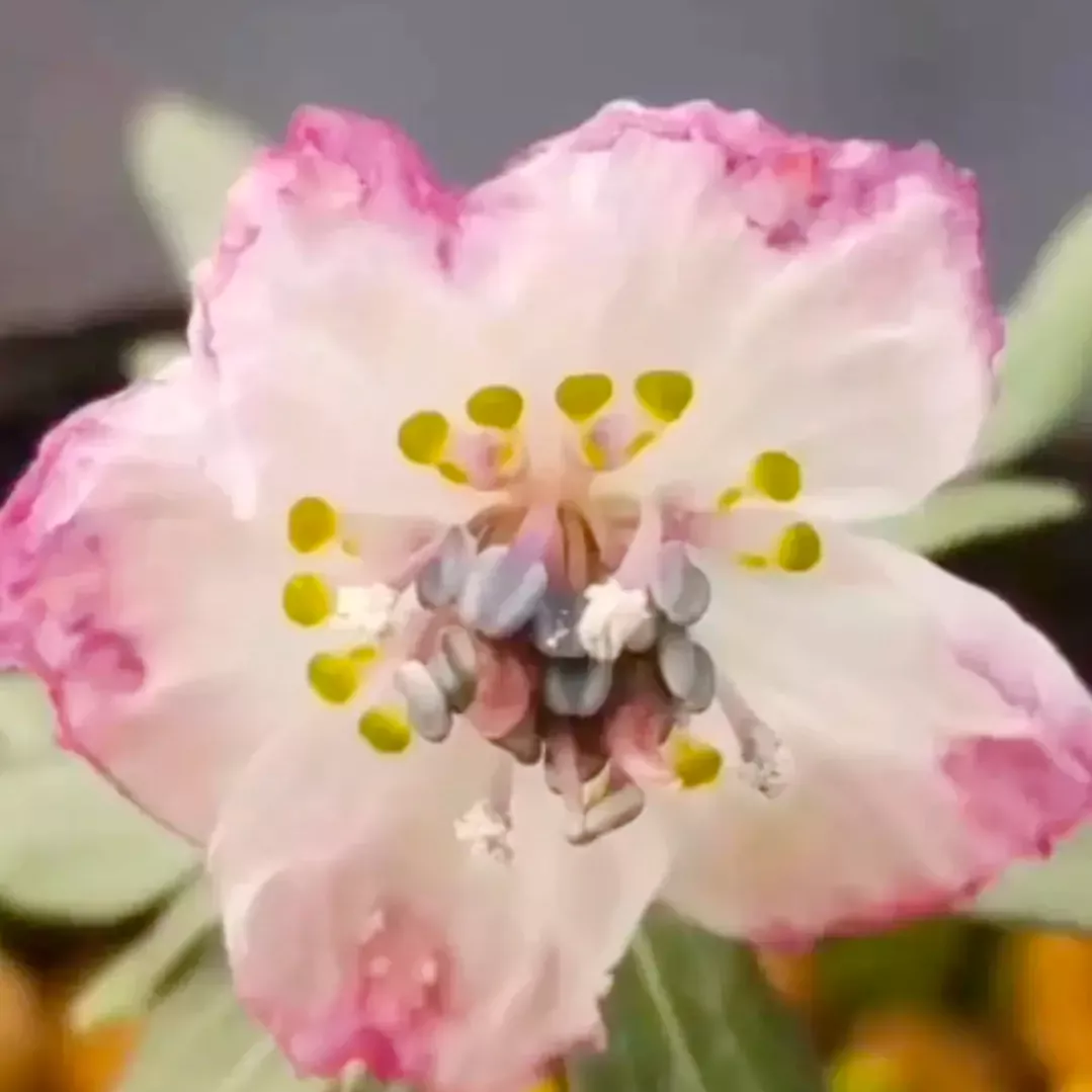 分享图片 雪割草花 天天看点