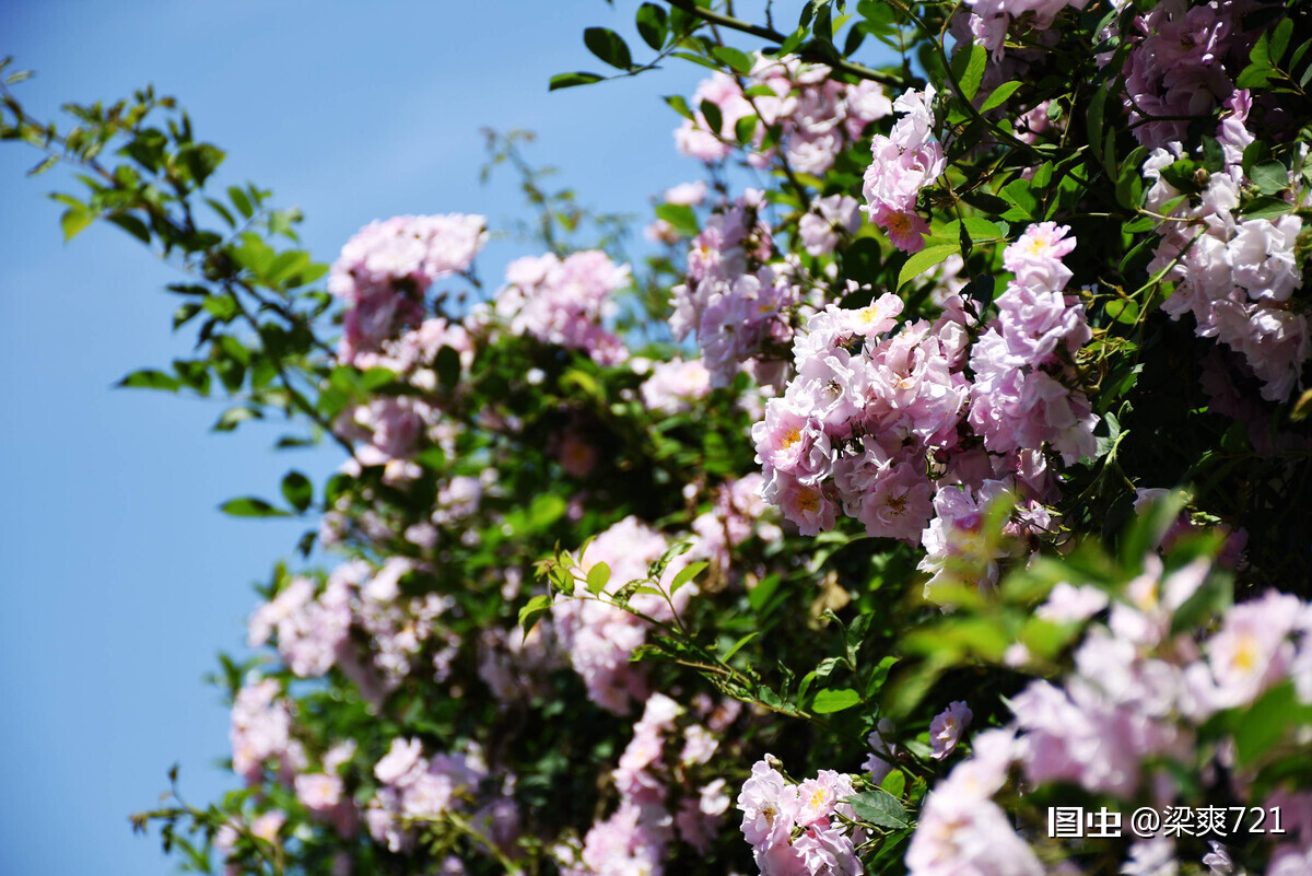 薔薇 學名 Rosa Sp 是薔薇屬部分植物的通稱 主要指蔓藤薔薇的變種及園藝品種 大多是一類藤狀爬籬笆的小花 是原
