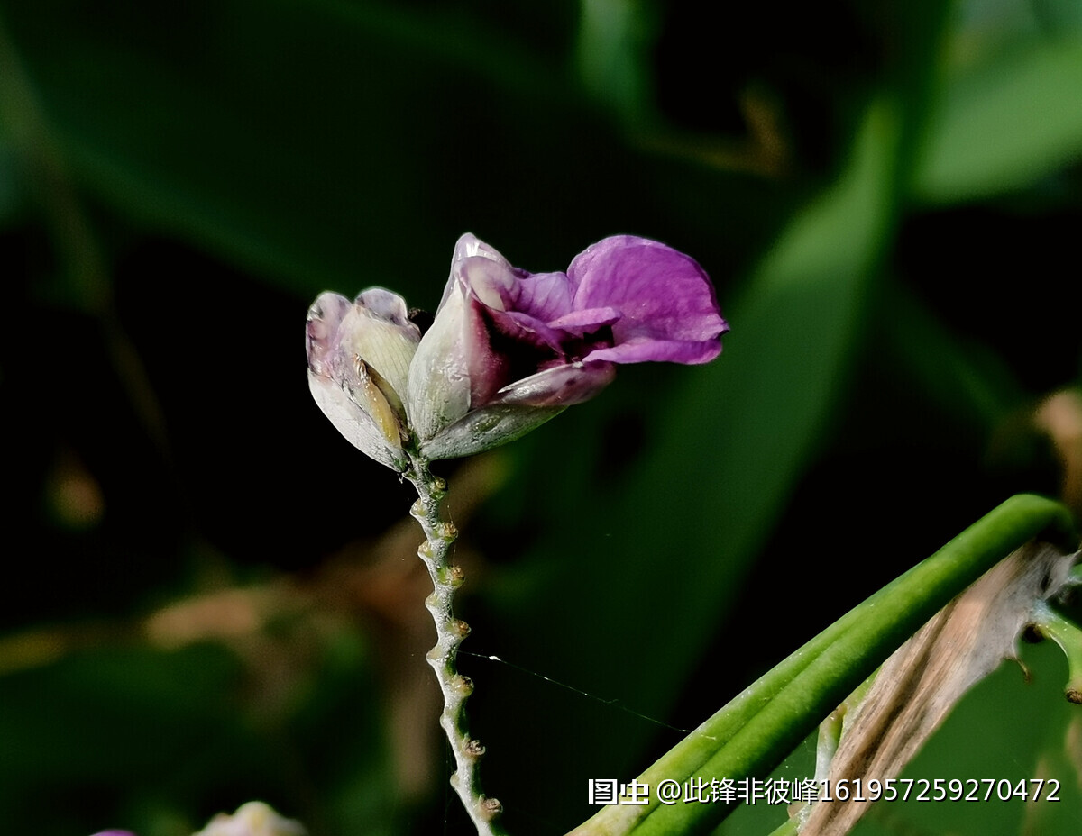 优雅飘逸的再力花 竹芋科 水竹芋属多年生挺水草本植物 复总状花序 花小 紫堇色 细长的花茎 茎端开出紫色花朵 像系在钓竿