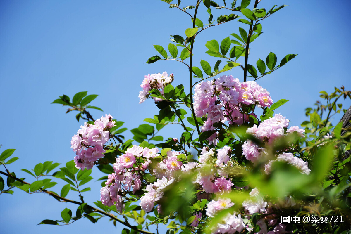 薔薇 學名 Rosa Sp 是薔薇屬部分植物的通稱 主要指蔓藤薔薇的變種及園藝品種 大多是一類藤狀爬籬笆的小花 是原