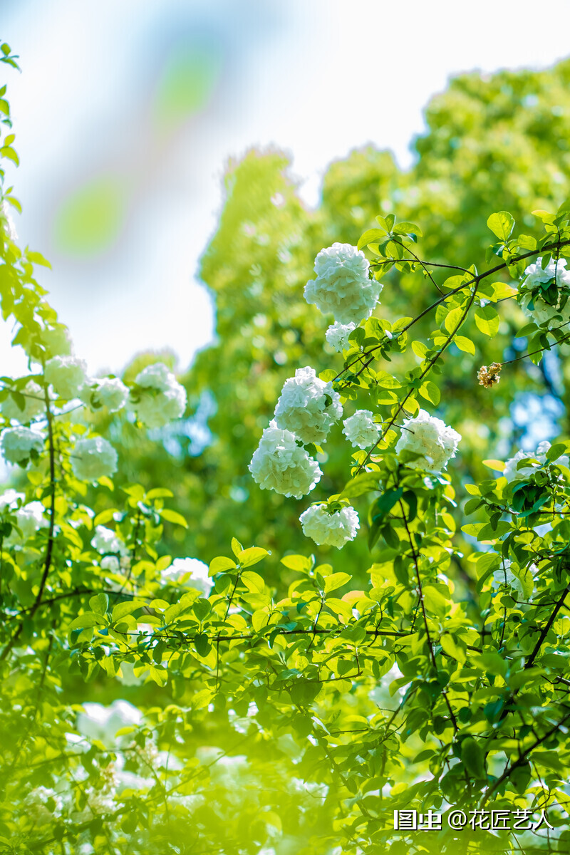 粉團花紫陽花八仙花繡球木繡球草繡球紫繡球花朵花兒植物攝影 花心發現花世界 植物攝影愛好者 鏡頭裡的山水風光 天天看點