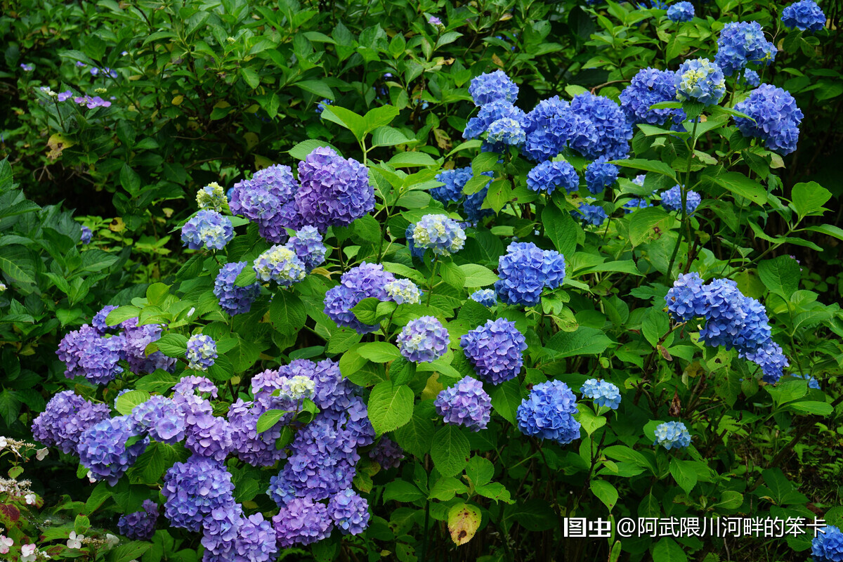 以前最不喜欢夏天 如今在日本住了近里个年头了 不知道从什么时候开始 竟对夏天多了许多期待 我喜欢下雨天 总希望梅雨能来的