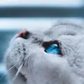 离岸船