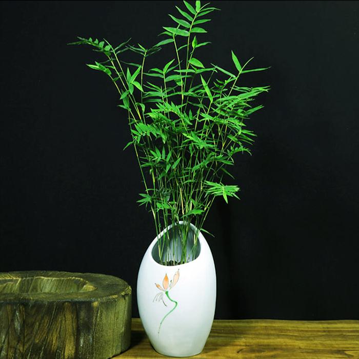 家里种竹子的风水作用和jìn jì(7种"吉祥竹",家里种一盆,富贵吉利