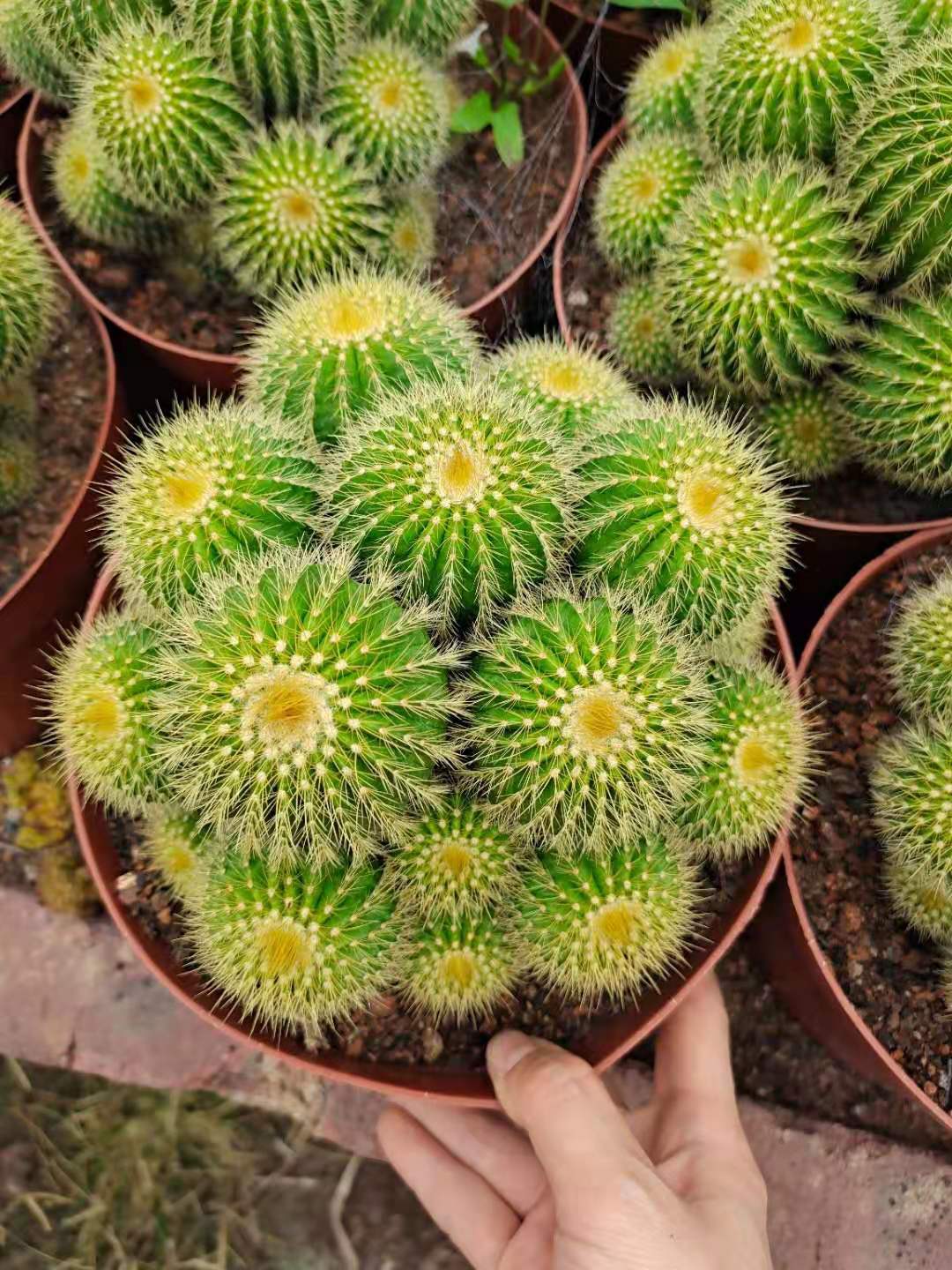 室内最好养的花(6种花太好养,堪称"不sǐ花",新