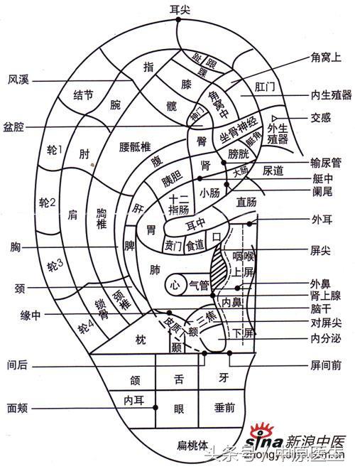 大耳朵有福 大耳朵有福(大耳朵有福免费观看) 业界