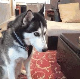 蜘蛛侠跳舞(蜘蛛侠跳舞的视频)