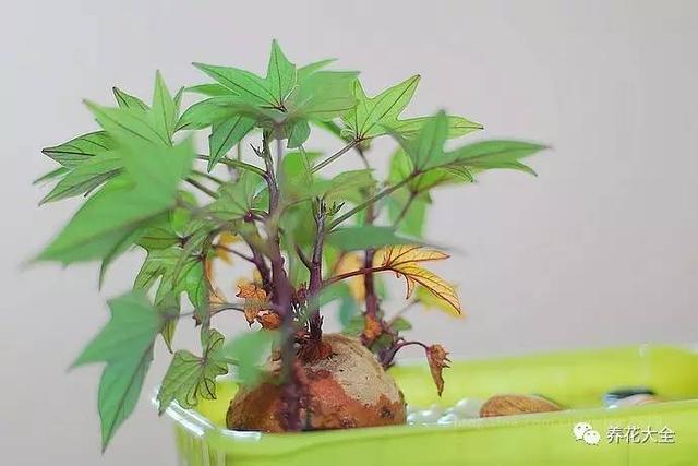 水植物