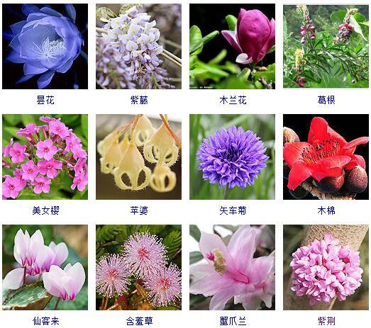 花的种类 花的种类（花的种类大全） 生活