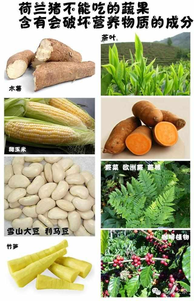 荷兰猪吃什么蔬菜最好