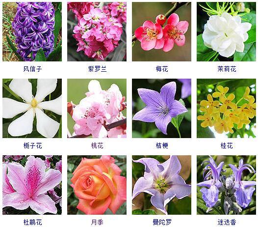 花的种类 花的种类（花的种类大全） 生活