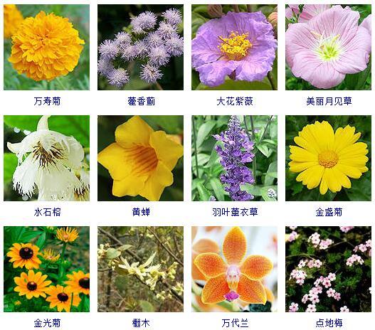 花的种类 花的种类（花的种类大全） 生活