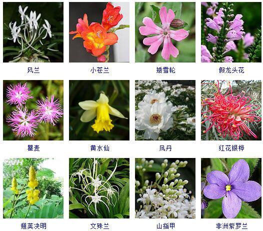 花的种类 花的种类（花的种类大全） 生活