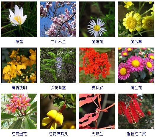 花的种类 花的种类（花的种类大全） 生活