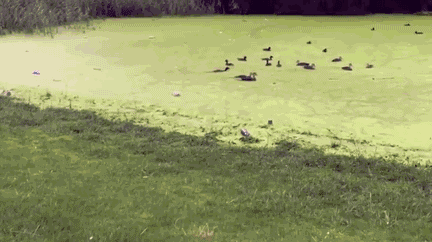 动物中的逗逼悲剧瞬间