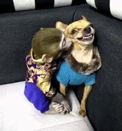 「视频曝光」夜华和白浅跳舞视频——白浅夜华在东海赴宴看公主跳舞