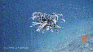 海里怪物gif动图大全