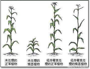 赤霉素（920）施用不要贪多哦，赶紧对比一下吧！