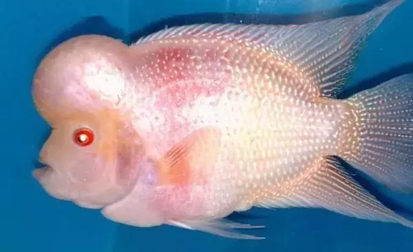 白化虎头鲨不吃食求大神解救(白化虎头鲨难养啊)-天晟网