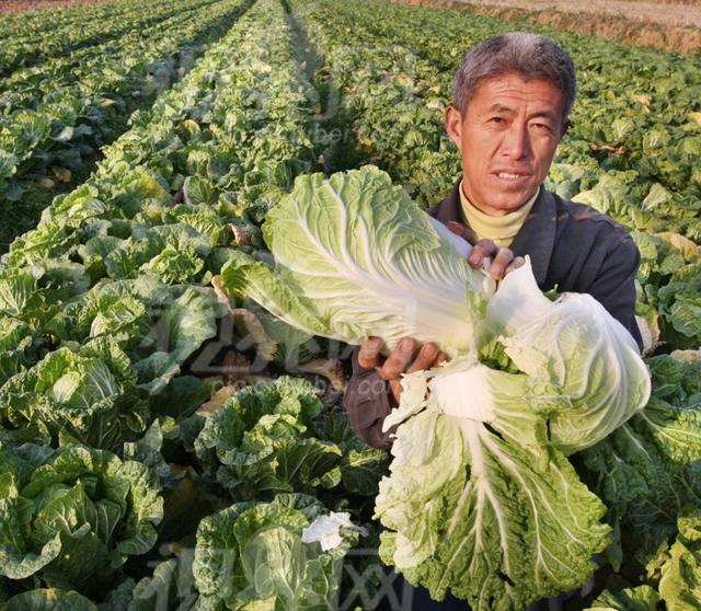 白菜生长慢，叶部边缘枯黄，农户要小心了，白菜根肿病正在悄悄的发生1