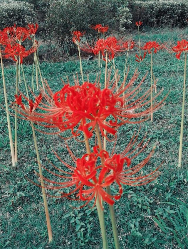 石蒜花 石蒜花（石蒜花有几种颜色） 生活