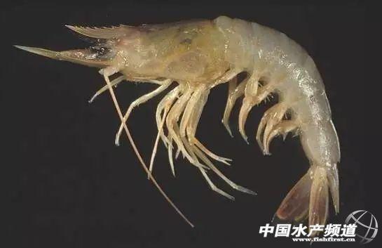 虾分类「小龙虾分类」