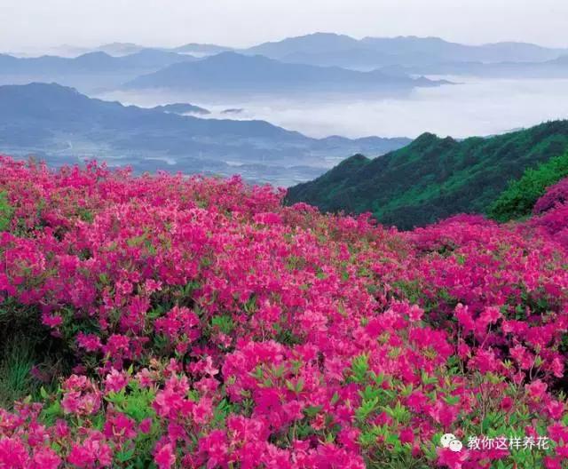 中国的国花是什么花