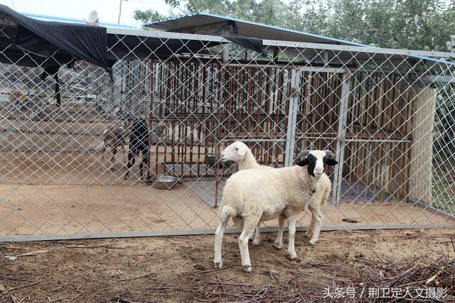 格力犬撵兔