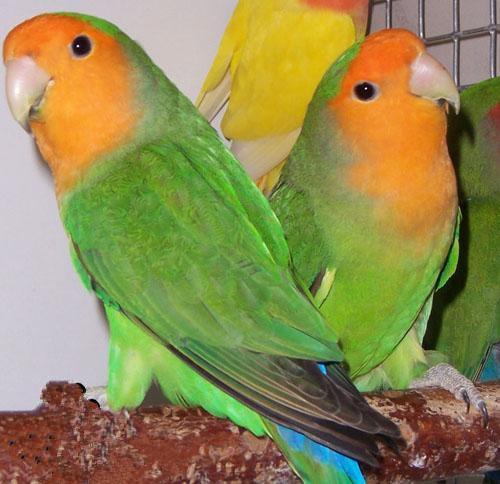 牡丹鹦鹉图片及品种介绍(牡丹鹦鹉配对色系表)-禾马农业网