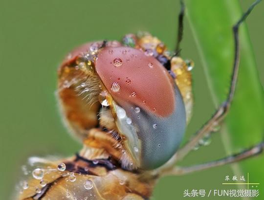 有复眼的昆虫