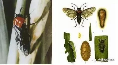 太实用了，农作物八大类害虫（介绍及配图），收藏备用吧16
