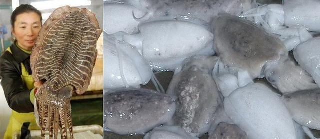 海虹为什么有一撮毛(海虹为什么有一撮毛)