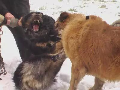 高加索犬咬死藏獒