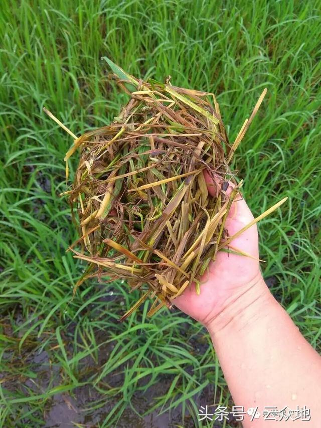 异噁草松在水稻分蘖期“药害”的典型特征