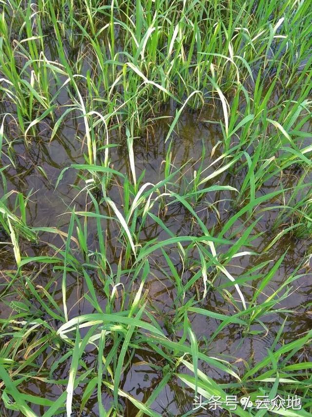 异噁草松在水稻分蘖期“药害”的典型特征2