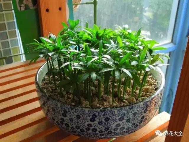 养花技巧