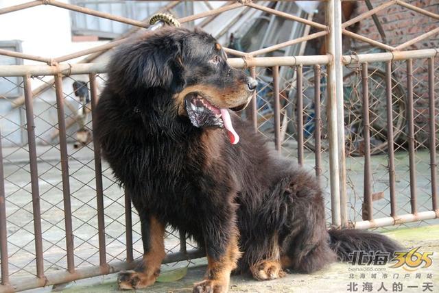 藏獒养殖基地