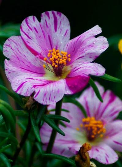 太阳花花语 太阳花花语（太阳花花语是什么意思） 生活