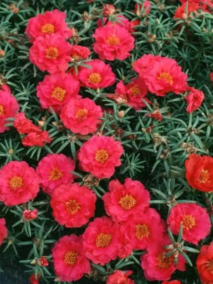 太阳花花语 太阳花花语（太阳花花语是什么意思） 生活