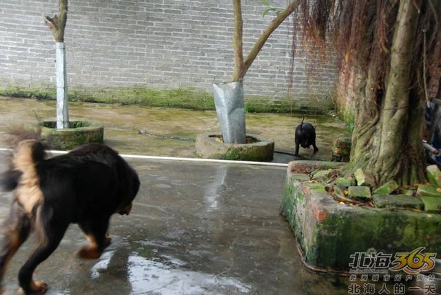 藏獒养殖基地 藏獒养殖基地（藏獒养殖技术） 动物