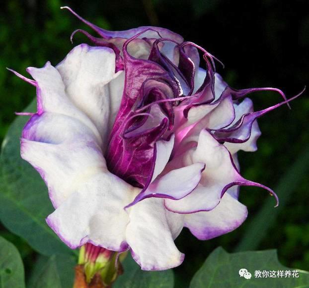 风中花语 风中花语（风中花雨楼） 生活