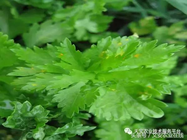 史上最全芹菜高清病害图谱！10