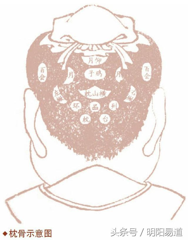 枕骨的类型多种多样,而且不同的相术家持不同的观点,有说18 种的,有说