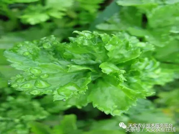 史上最全芹菜高清病害图谱！13