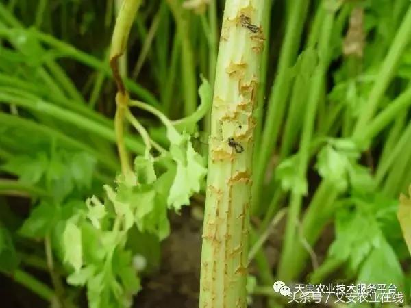 史上最全芹菜高清病害图谱！12